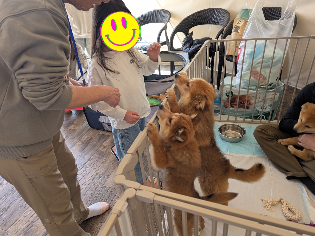 茨城県坂東市　保護猫　里親募集　預かりボランティア　わんにゃんサークル結生