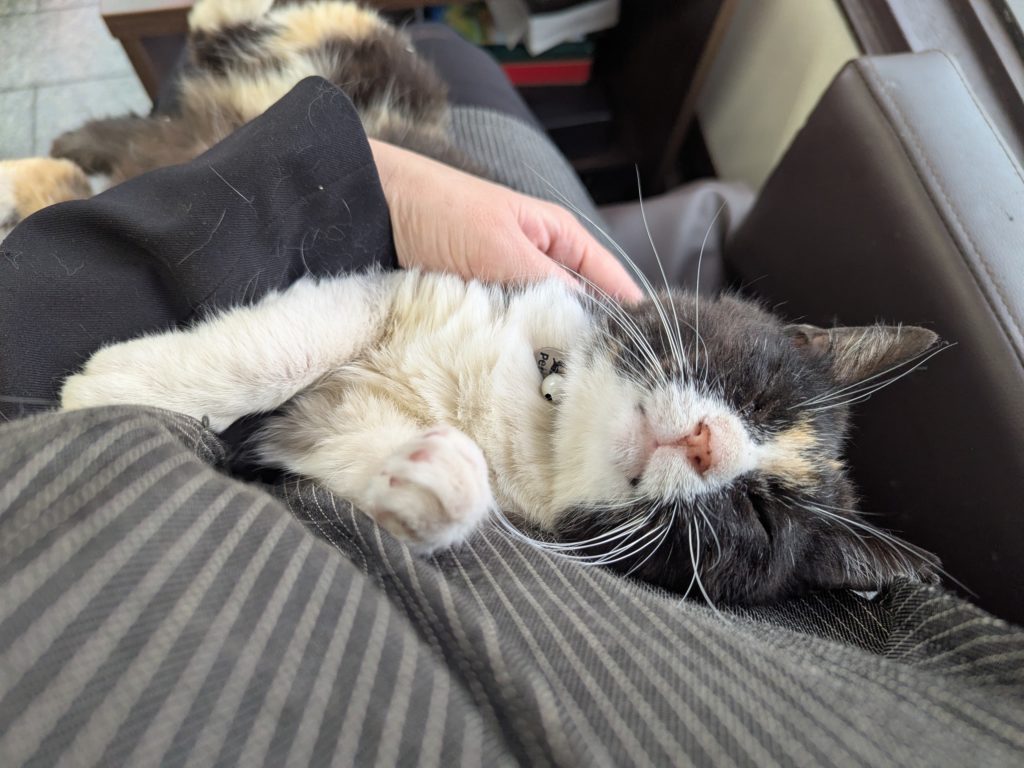 茨城県坂東市　保護猫　里親募集　預かりボランティア　わんにゃんサークル結生