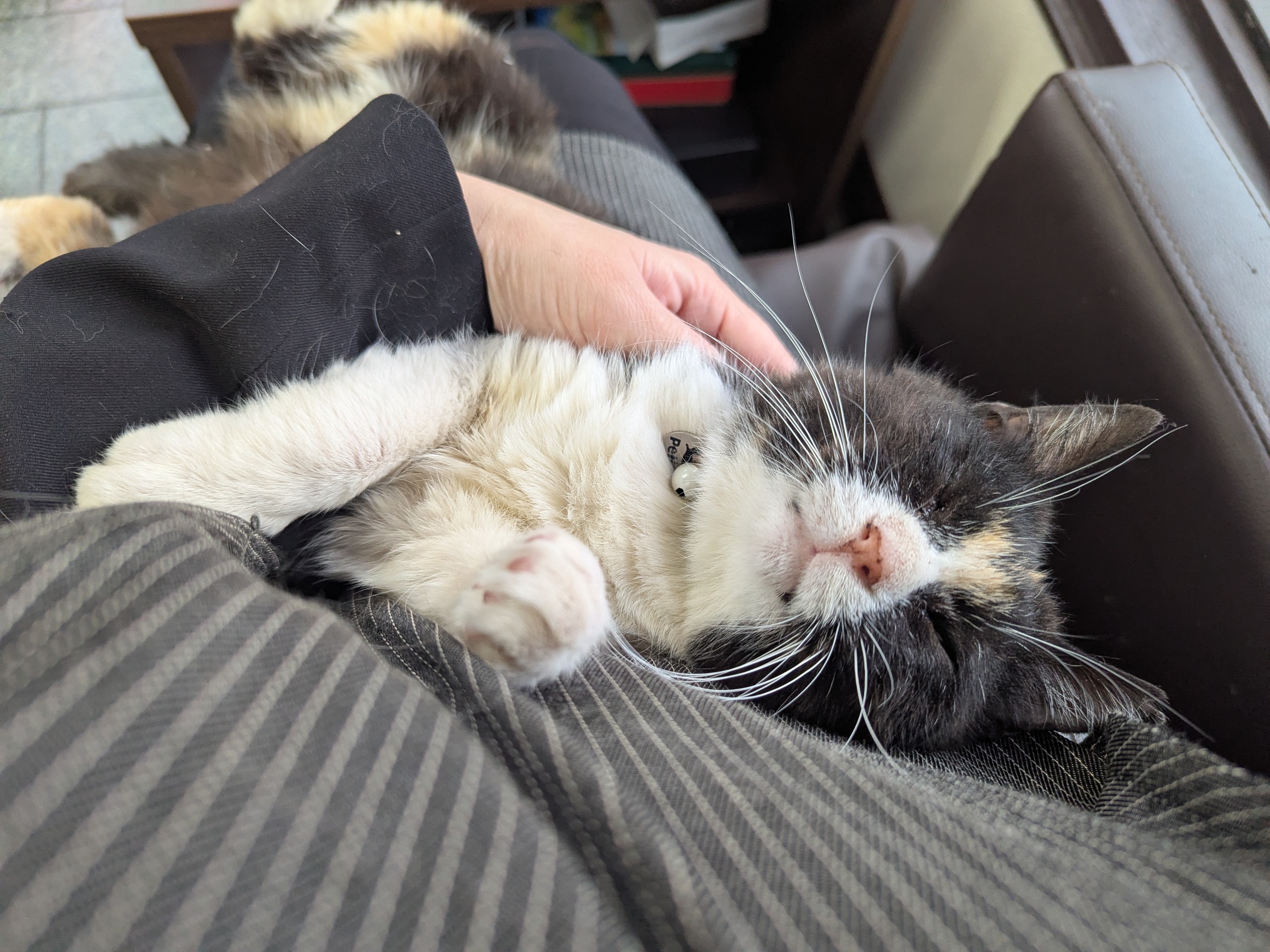 茨城県坂東市　保護猫　里親募集　預かりボランティア　わんにゃんサークル結生