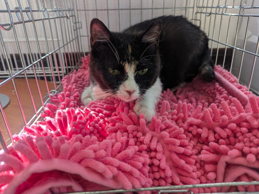 茨城県坂東市　保護猫　里親募集　預かりボランティア　わんにゃんサークル結生