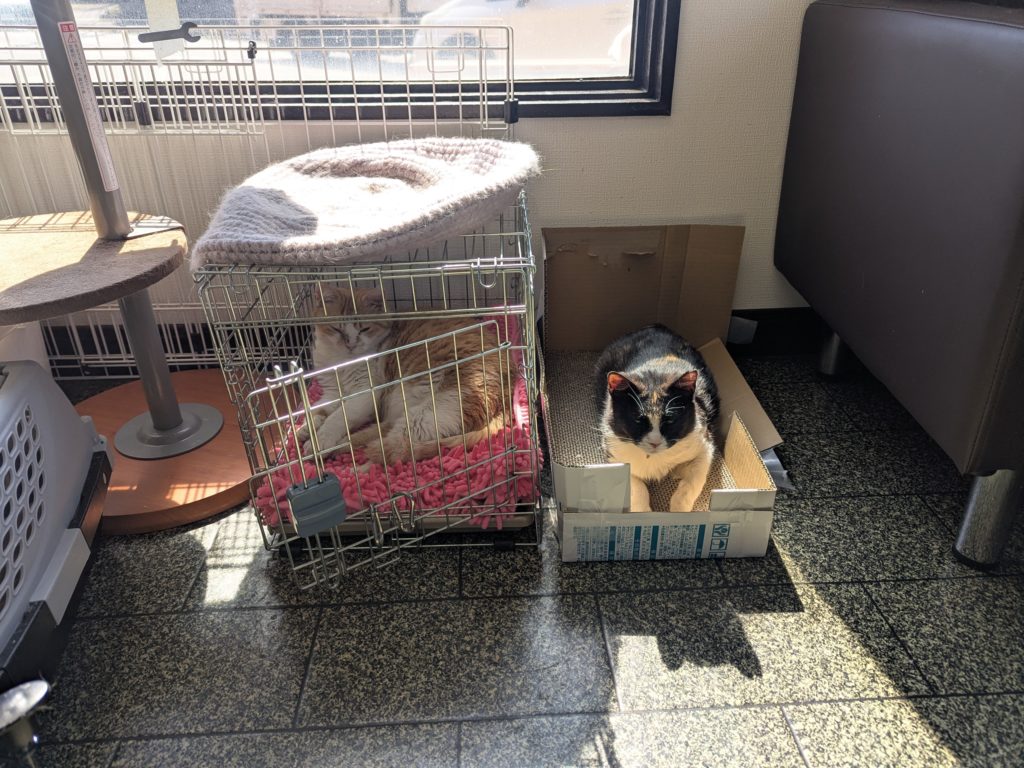 茨城県坂東市 保護猫 里親募集 預かりボランティア わんにゃんサークル結生