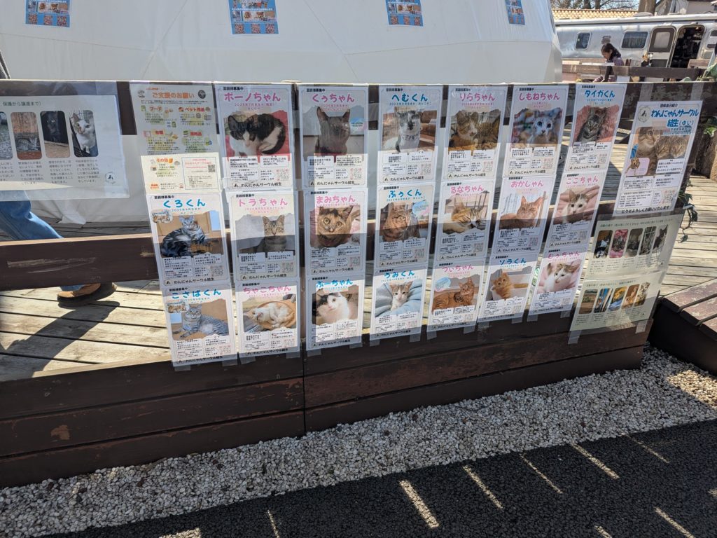 茨城県坂東市　保護猫　里親募集　預かりボランティア　わんにゃんサークル結生