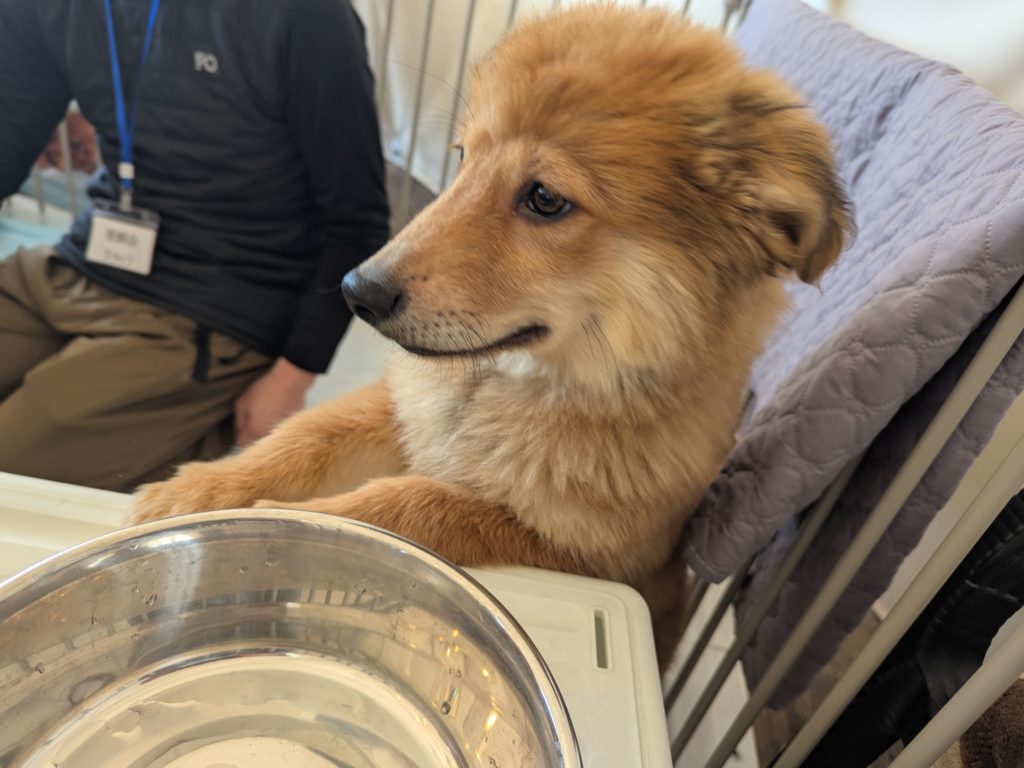 茨城県坂東市　保護猫　里親募集　預かりボランティア　わんにゃんサークル結生