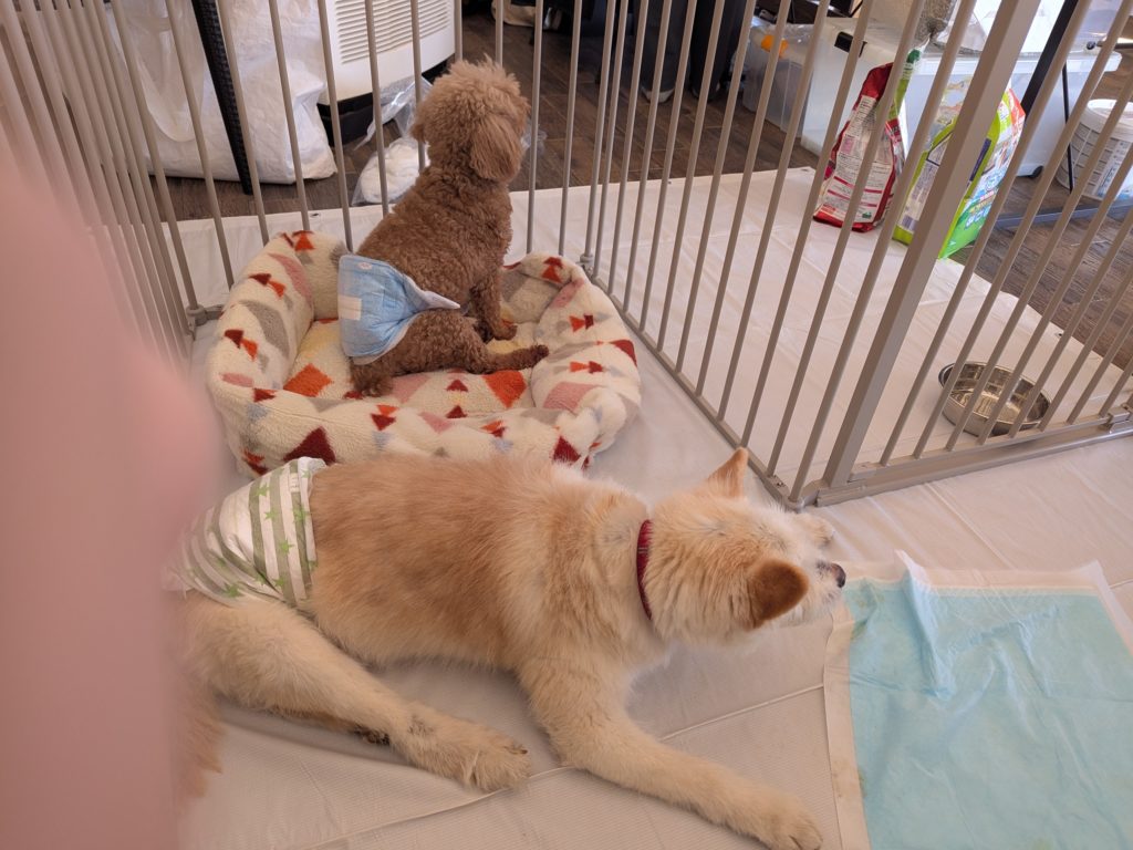 茨城県坂東市　保護猫　里親募集　預かりボランティア　わんにゃんサークル結生