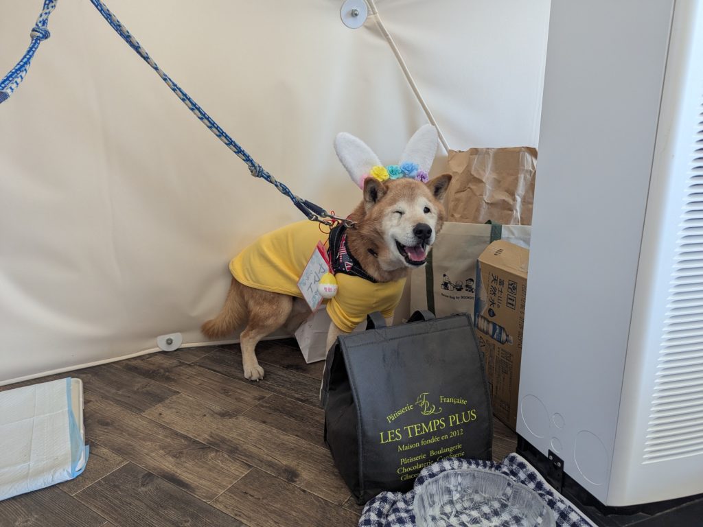 茨城県坂東市　保護猫　里親募集　預かりボランティア　わんにゃんサークル結生