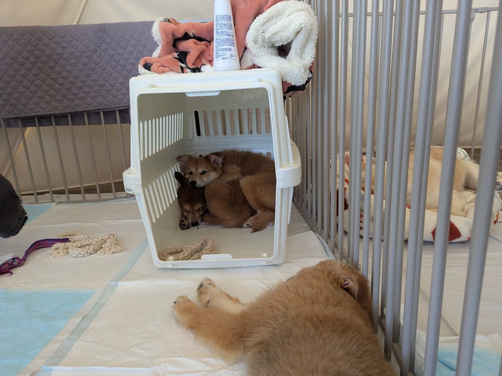 茨城県坂東市　保護猫　里親募集　預かりボランティア　わんにゃんサークル結生