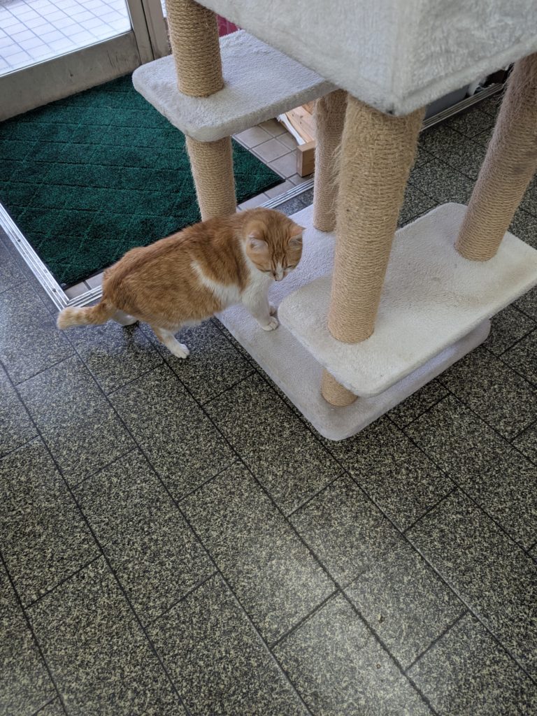 茨城県坂東市 保護猫 里親募集 預かりボランティア わんにゃんサークル結生