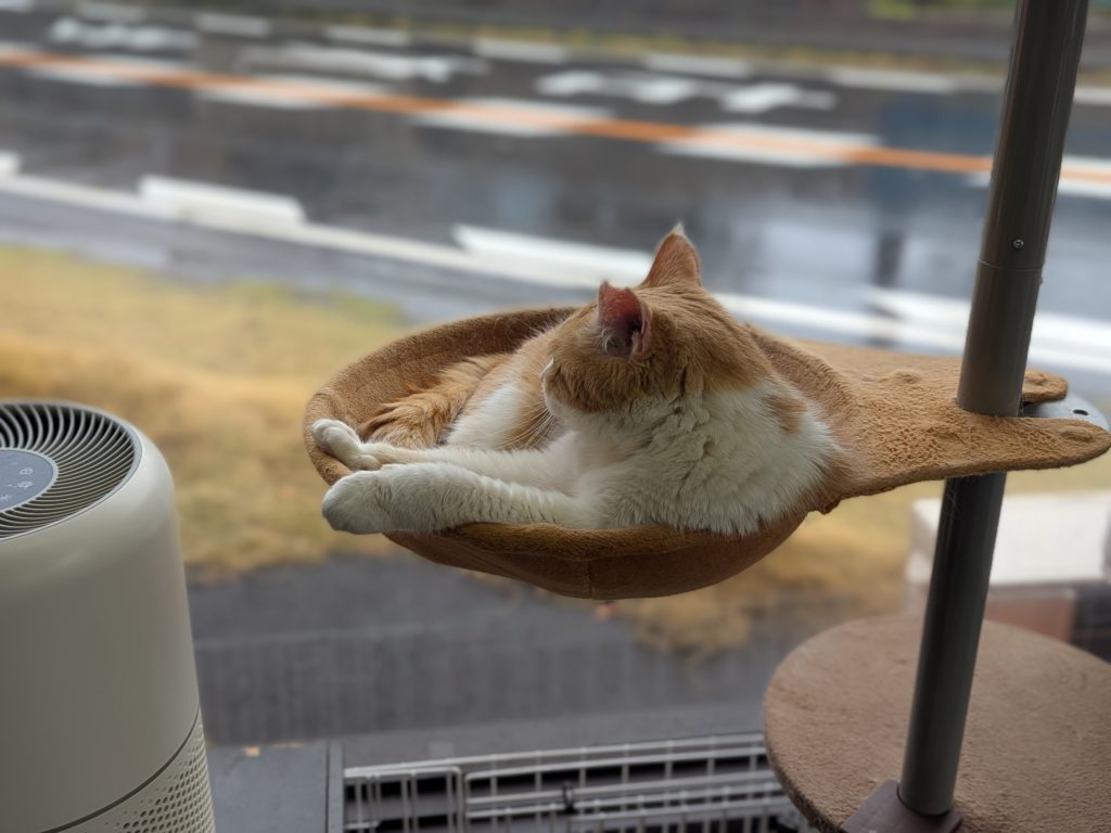 茨城県坂東市 保護猫 里親募集 預かりボランティア わんにゃんサークル結生