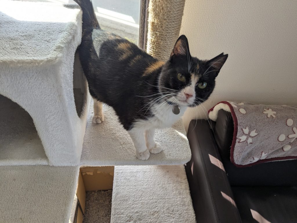 茨城県坂東市 保護猫 里親募集 預かりボランティア わんにゃんサークル結生