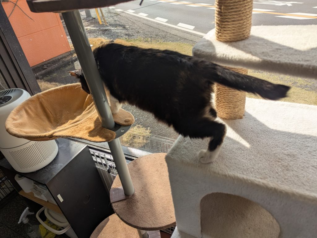 茨城県坂東市 保護猫 里親募集 預かりボランティア わんにゃんサークル結生