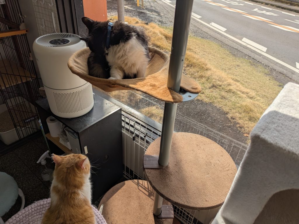 茨城県坂東市 保護猫 里親募集 預かりボランティア わんにゃんサークル結生