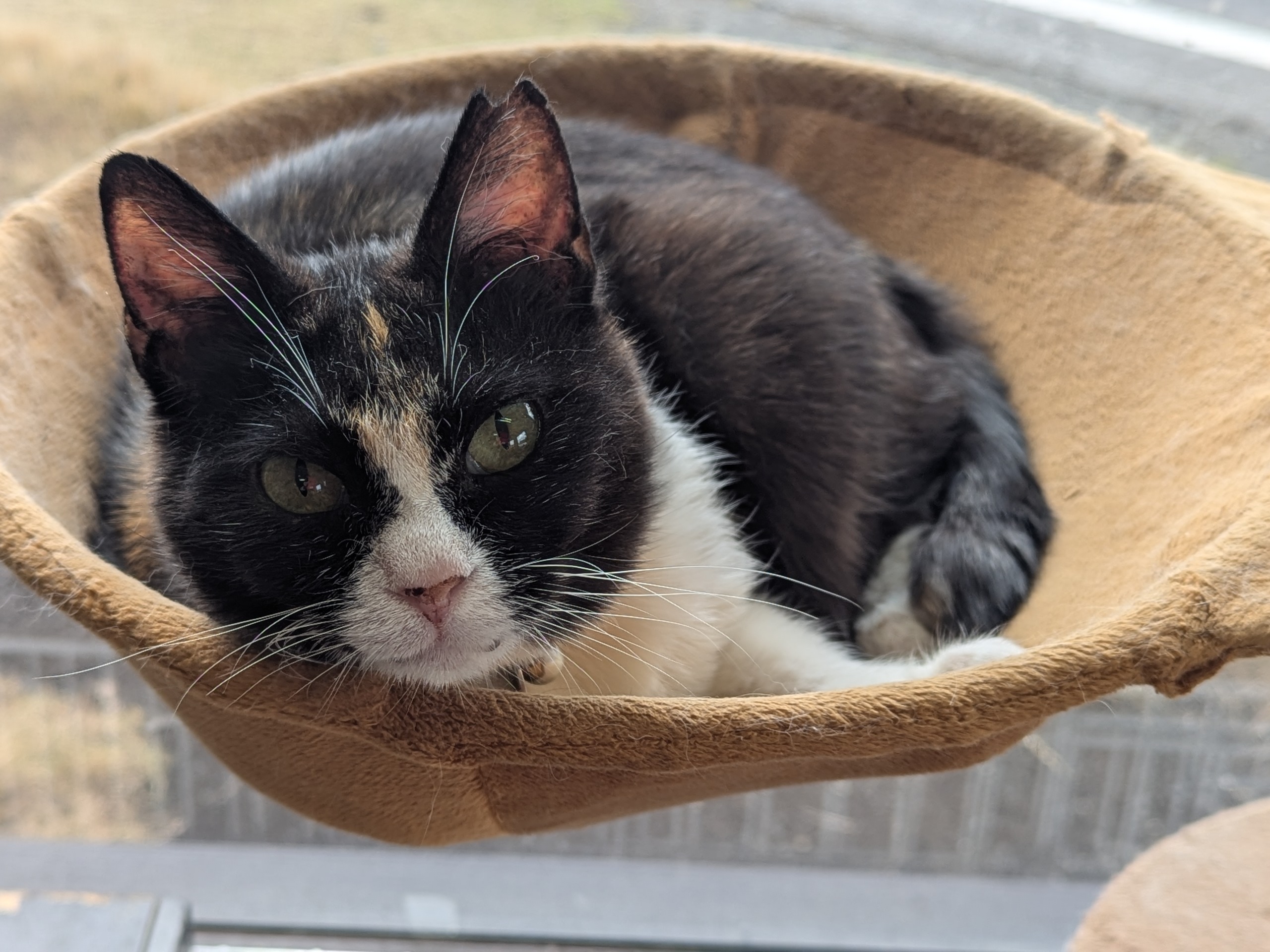 茨城県坂東市　保護猫　里親募集　預かりボランティア　わんにゃんサークル結生