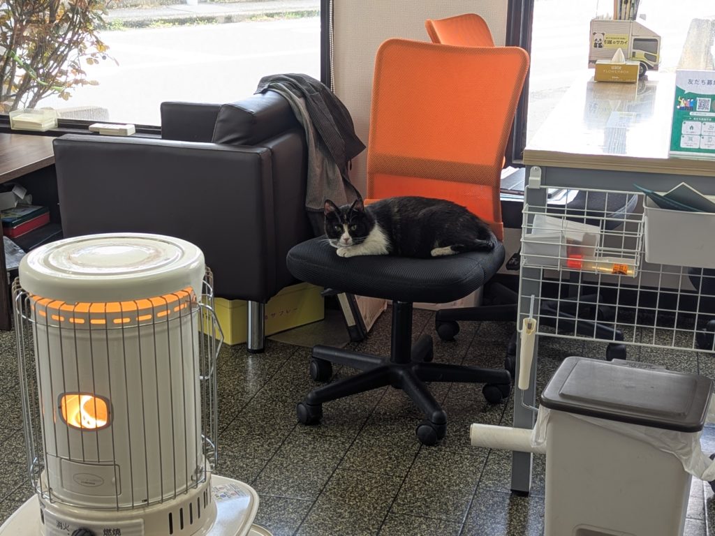 茨城県坂東市 保護猫 里親募集 預かりボランティア わんにゃんサークル結生