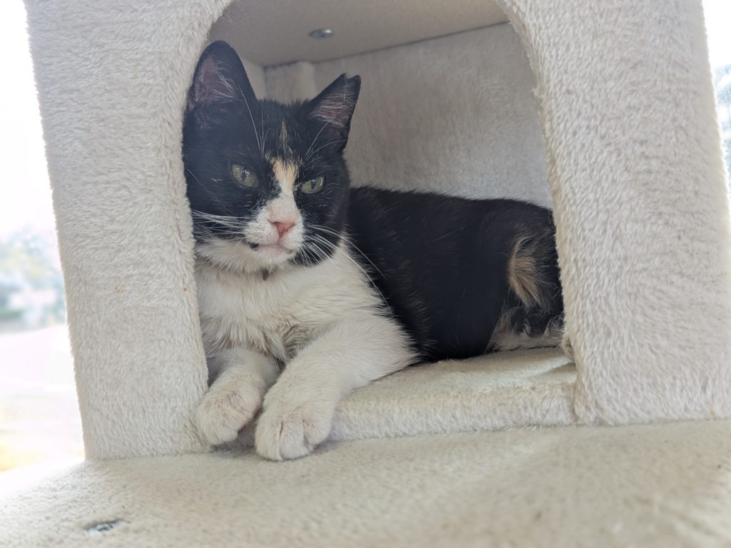 茨城県坂東市 保護猫 里親募集 預かりボランティア わんにゃんサークル結生