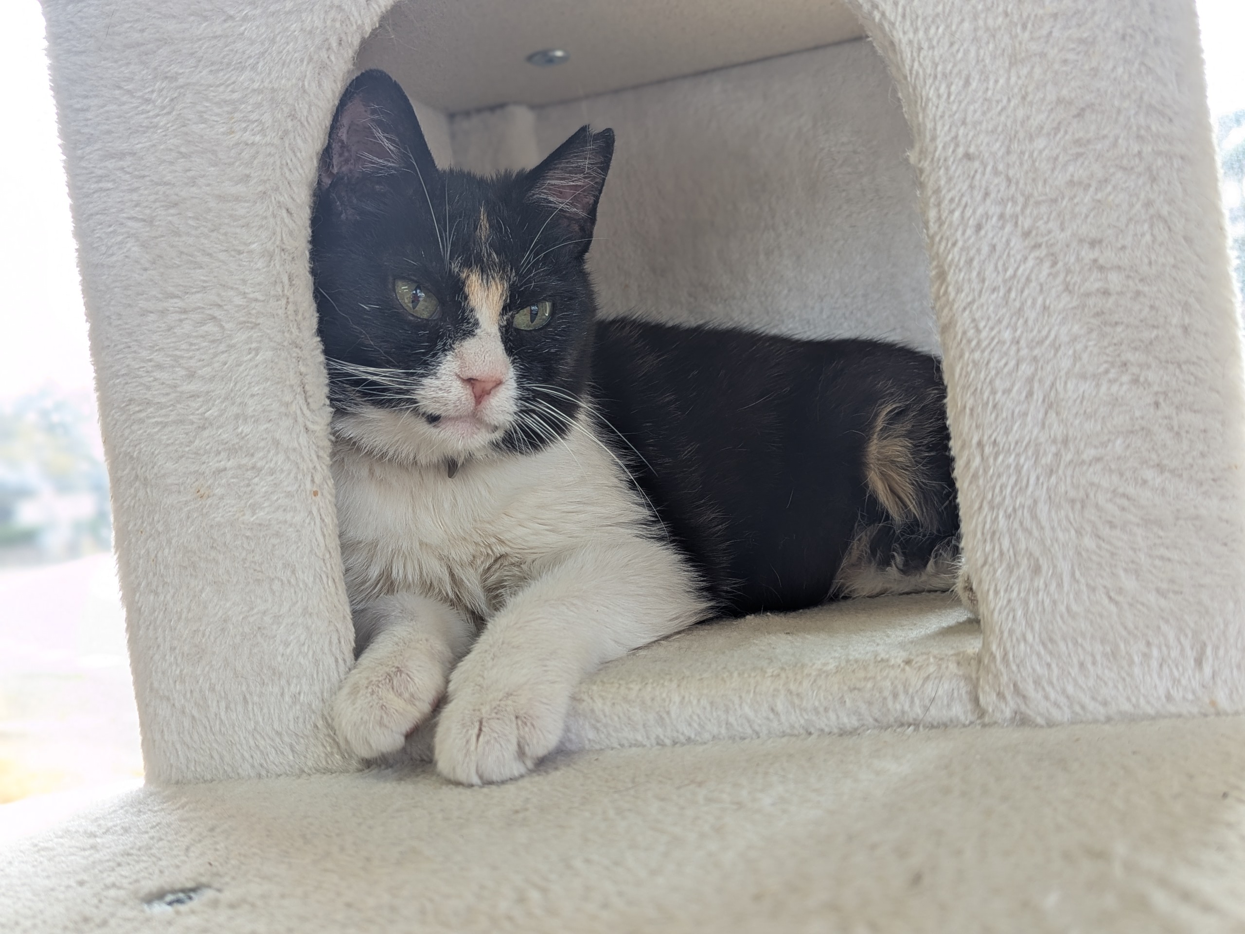 茨城県坂東市　保護猫　里親募集　預かりボランティア　わんにゃんサークル結生