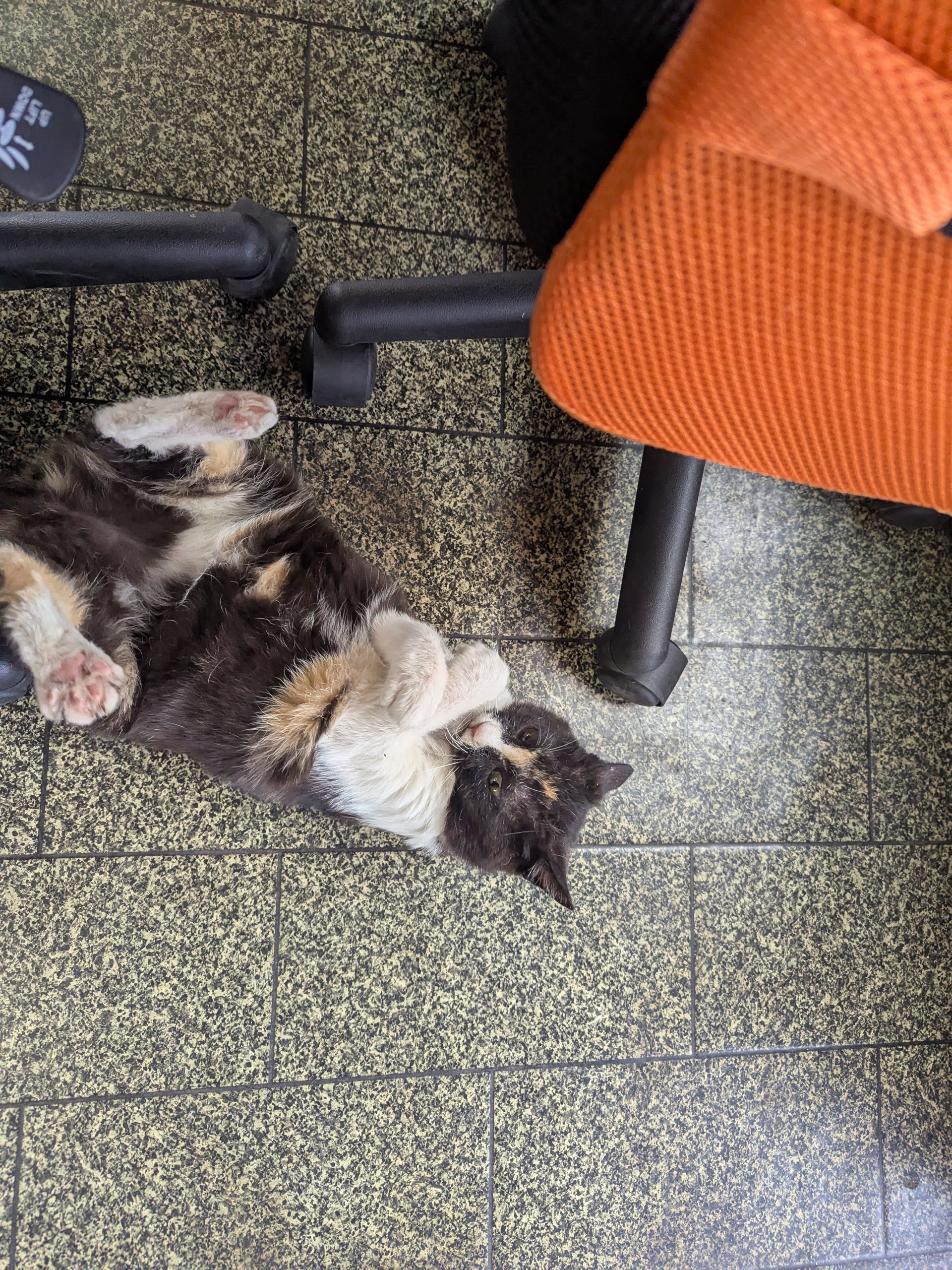 茨城県坂東市　保護猫　里親募集　預かりボランティア　わんにゃんサークル結生