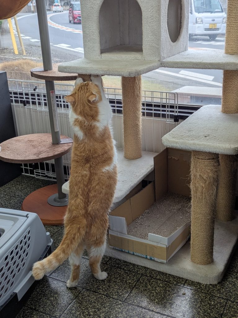 茨城県坂東市 保護猫 里親募集 預かりボランティア わんにゃんサークル結生