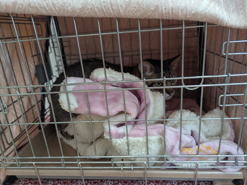 茨城県坂東市 保護猫 里親募集 預かりボランティア わんにゃんサークル結生