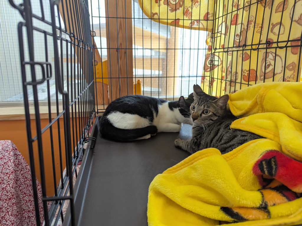 茨城県坂東市 保護猫 里親募集 預かりボランティア わんにゃんサークル結生