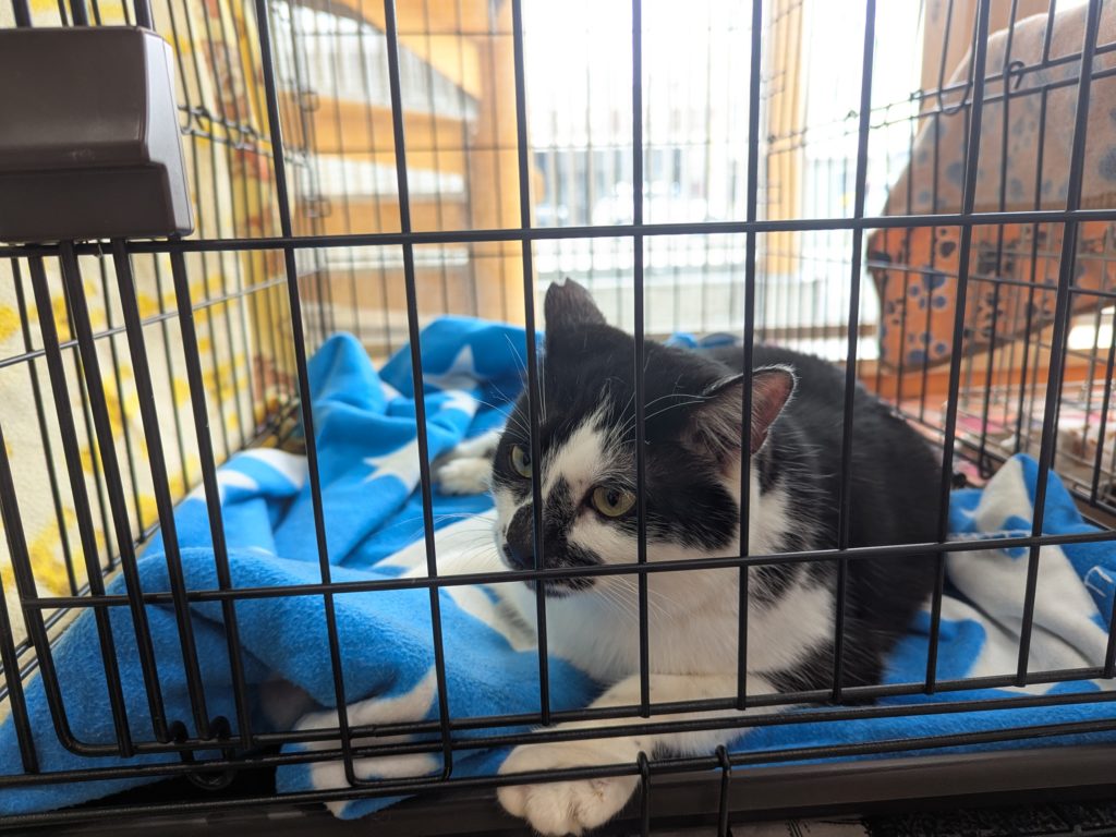 茨城県坂東市 保護猫 里親募集 預かりボランティア わんにゃんサークル結生