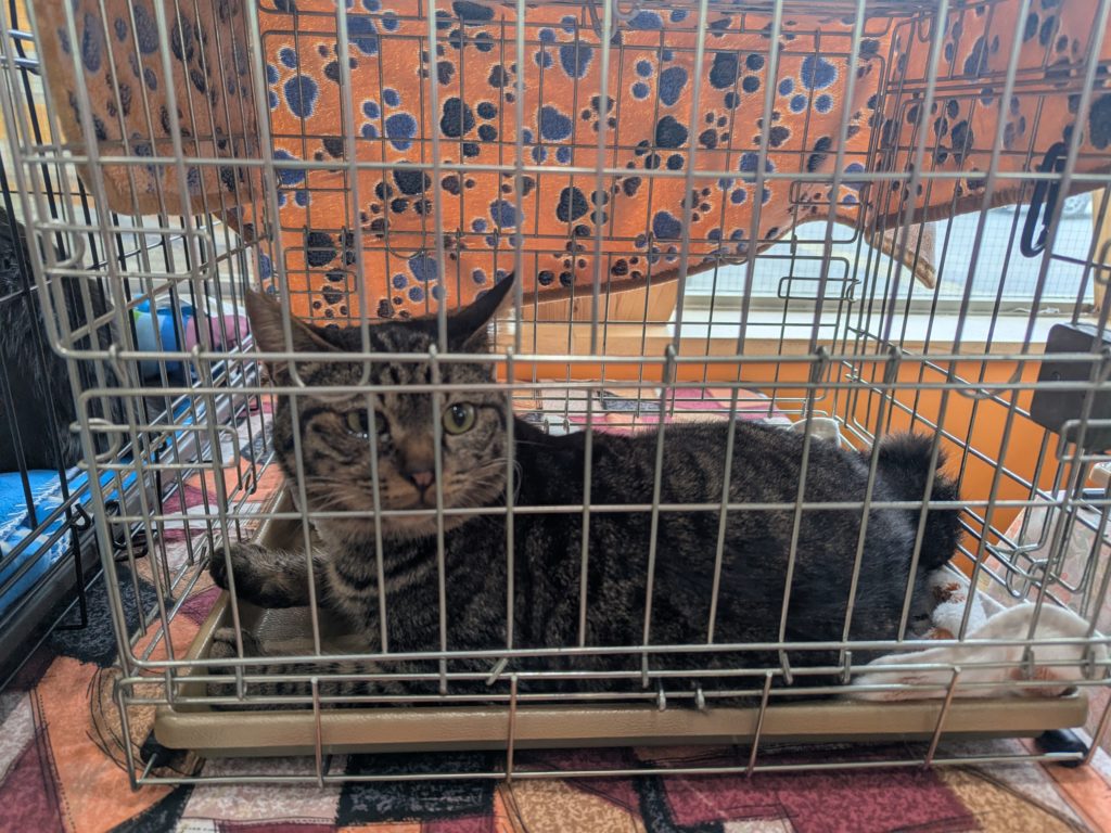 茨城県坂東市 保護猫 里親募集 預かりボランティア わんにゃんサークル結生