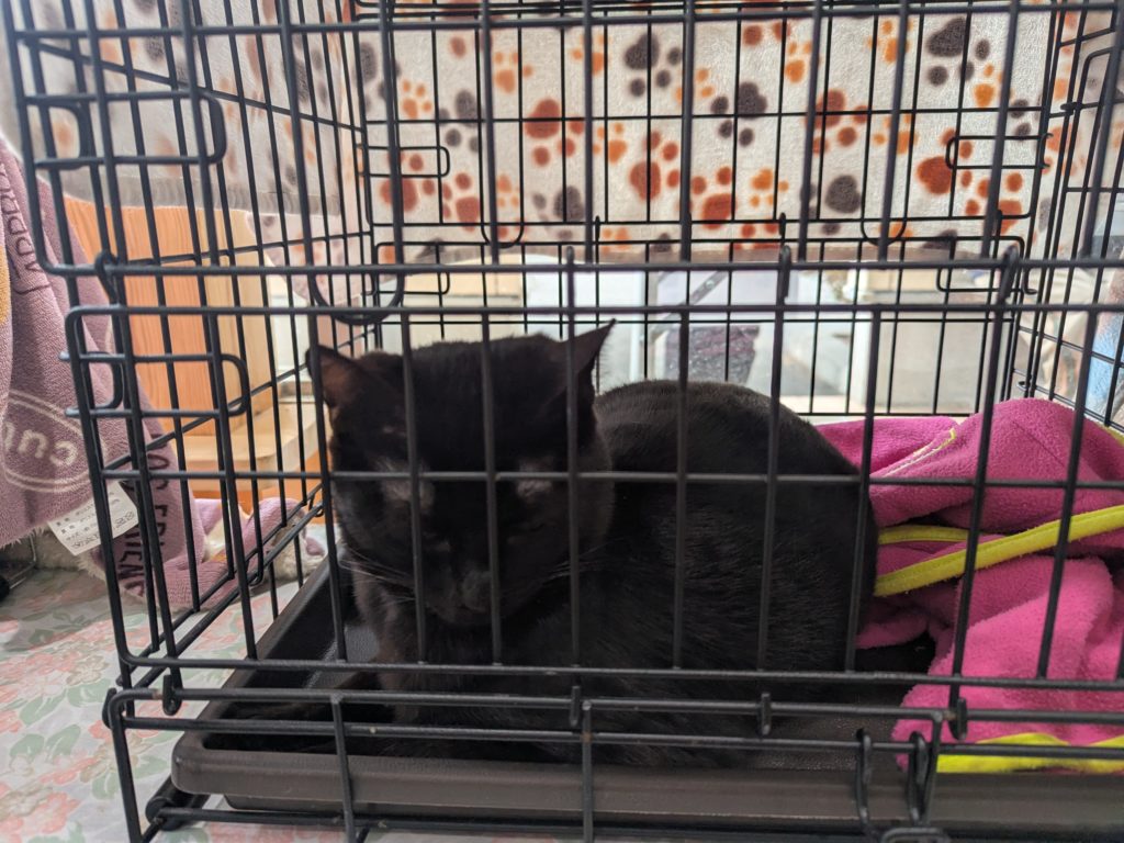 茨城県坂東市 保護猫 里親募集 預かりボランティア わんにゃんサークル結生