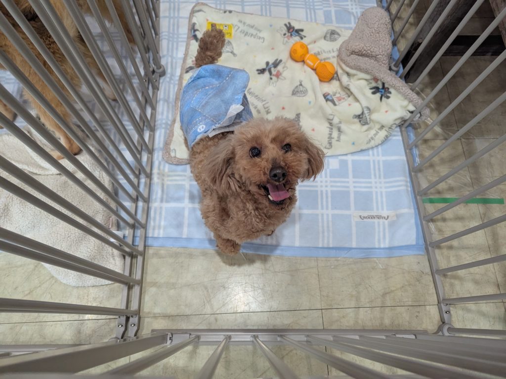 茨城県坂東市 保護猫 里親募集 預かりボランティア わんにゃんサークル結生