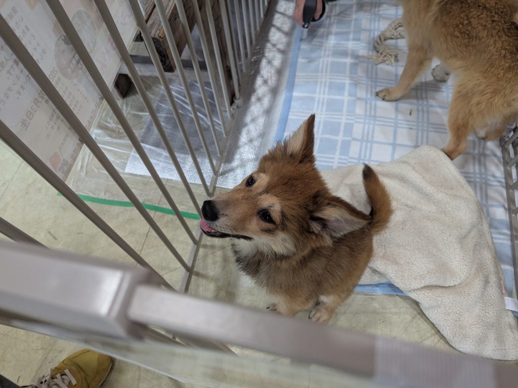 茨城県坂東市 保護猫 里親募集 預かりボランティア わんにゃんサークル結生