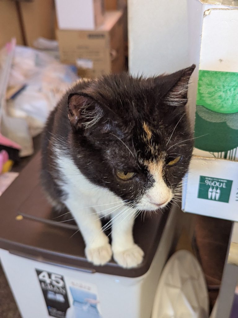 茨城県坂東市 保護猫 里親募集 預かりボランティア わんにゃんサークル結生