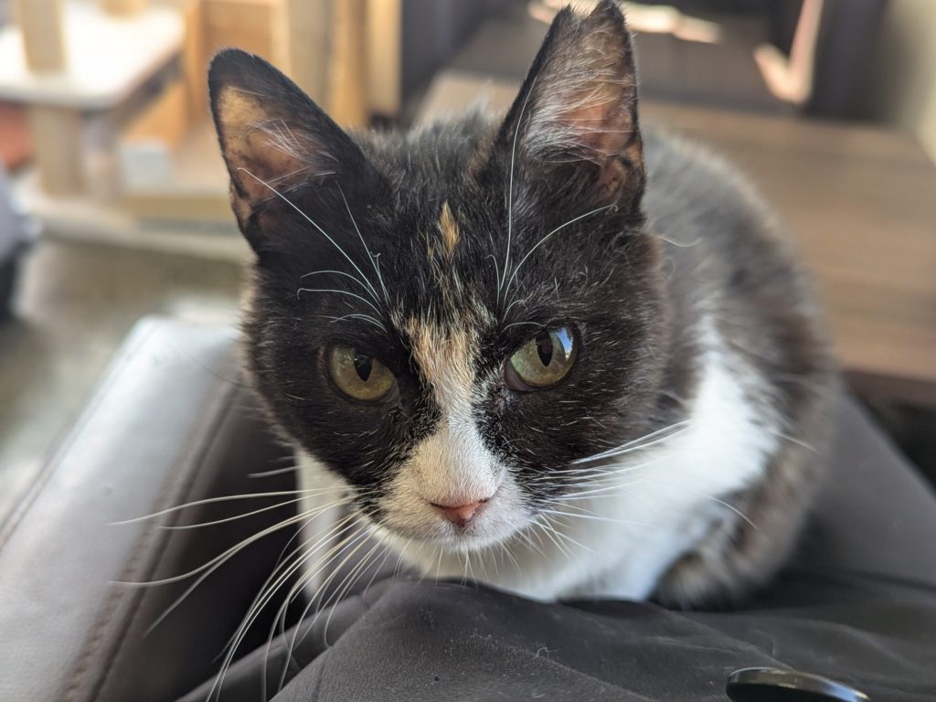 茨城県坂東市 保護猫 里親募集 預かりボランティア わんにゃんサークル結生