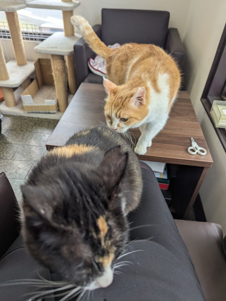 茨城県坂東市 保護猫 里親募集 預かりボランティア わんにゃんサークル結生