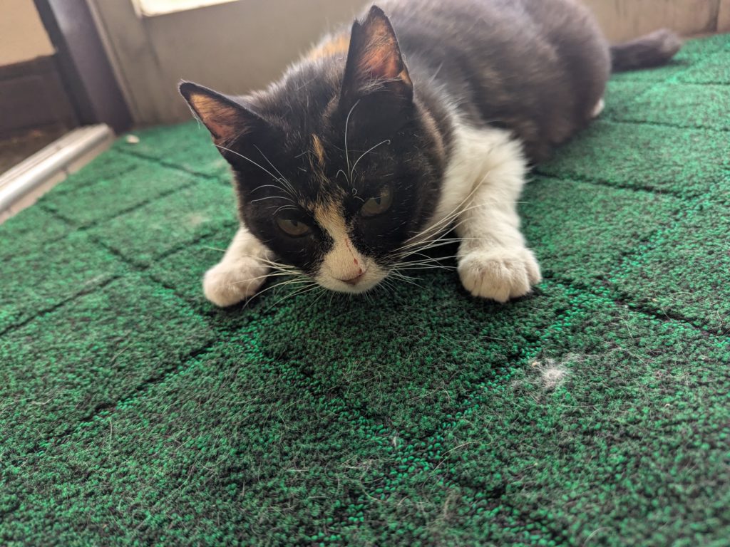 茨城県坂東市 保護猫 里親募集 預かりボランティア わんにゃんサークル結生