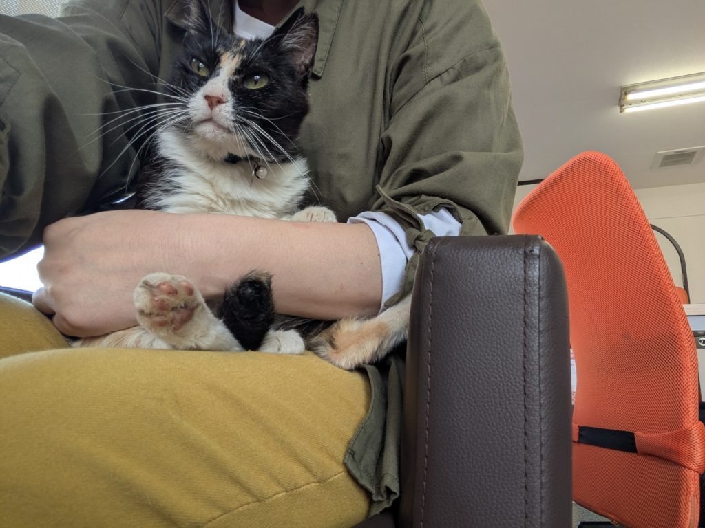 茨城県坂東市 保護猫 里親募集 預かりボランティア わんにゃんサークル結生