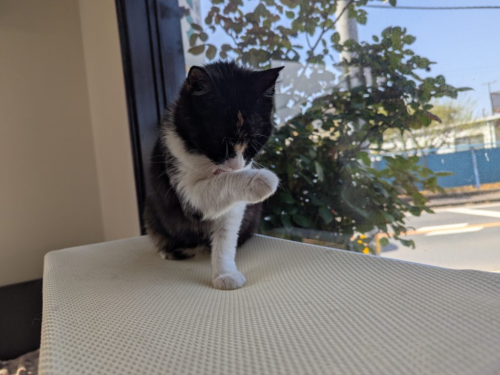 茨城県坂東市 保護猫 里親募集 預かりボランティア わんにゃんサークル結生